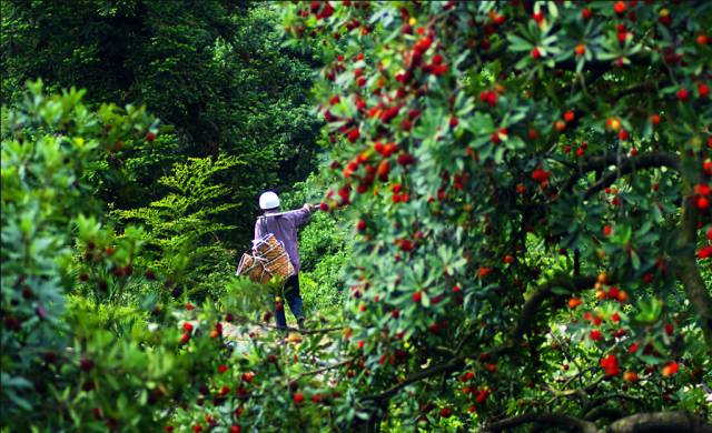 印山人家 – 茶叶专业合作社电子商务共享平台